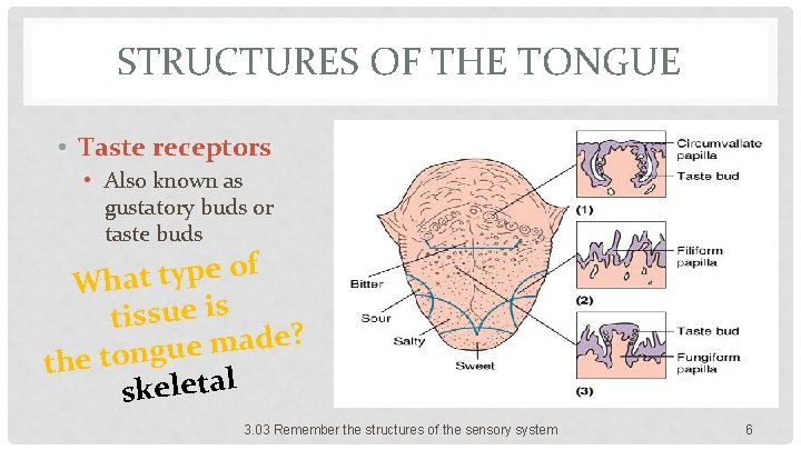 STRUCTURES OF THE TONGUE • Taste receptors • Also known as gustatory buds or