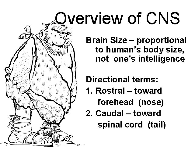 Overview of CNS Brain Size – proportional to human’s body size, not one’s intelligence