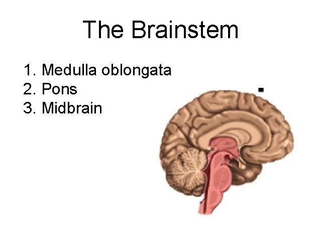 The Brainstem 1. Medulla oblongata 2. Pons 3. Midbrain 