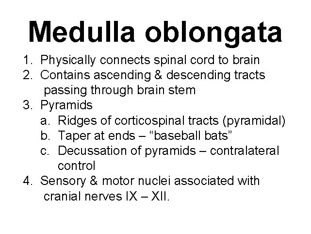 Medulla oblongata 1. Physically connects spinal cord to brain 2. Contains ascending & descending