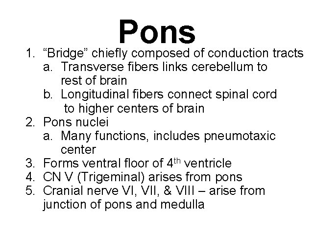 Pons 1. “Bridge” chiefly composed of conduction tracts a. Transverse fibers links cerebellum to
