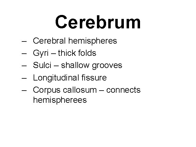 Cerebrum – – – Cerebral hemispheres Gyri – thick folds Sulci – shallow grooves