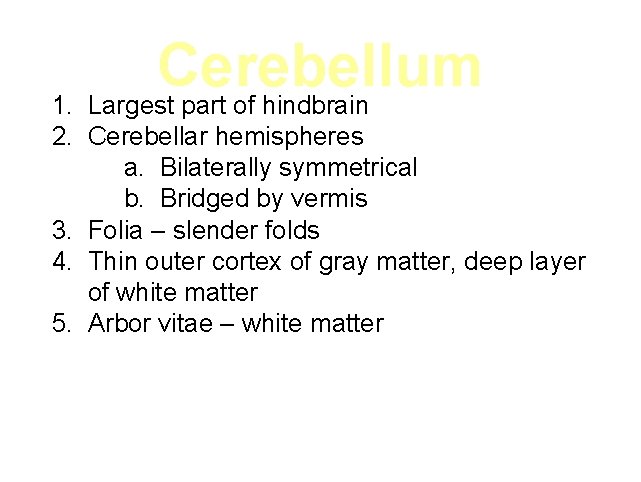 Cerebellum 1. Largest part of hindbrain 2. Cerebellar hemispheres a. Bilaterally symmetrical b. Bridged