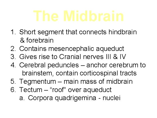 The Midbrain 1. Short segment that connects hindbrain & forebrain 2. Contains mesencephalic aqueduct