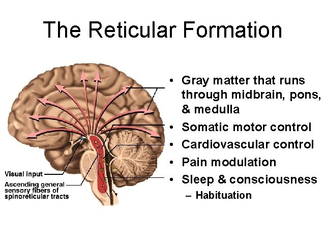 The Reticular Formation • Gray matter that runs through midbrain, pons, & medulla •