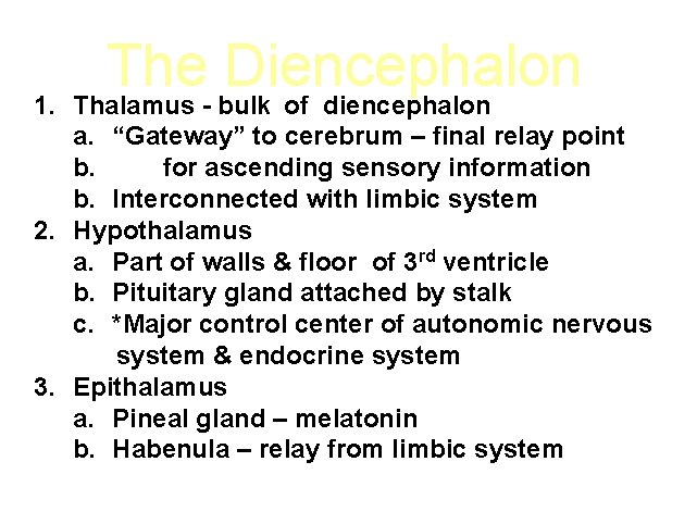 The Diencephalon 1. Thalamus - bulk of diencephalon a. “Gateway” to cerebrum – final