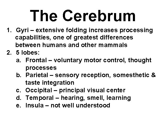 The Cerebrum 1. Gyri – extensive folding increases processing capabilities, one of greatest differences
