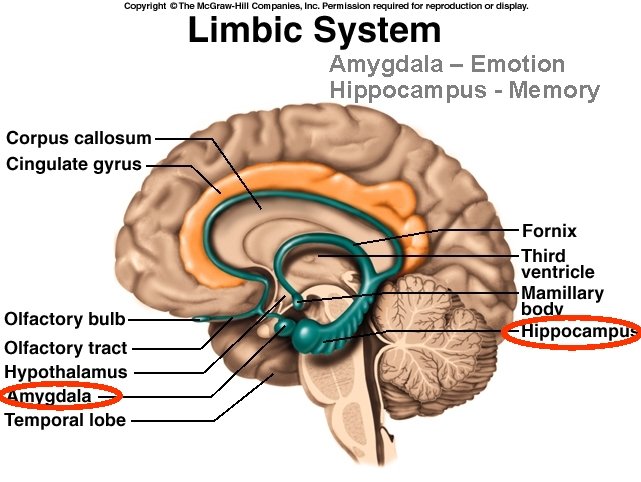 Amygdala – Emotion Hippocampus - Memory 