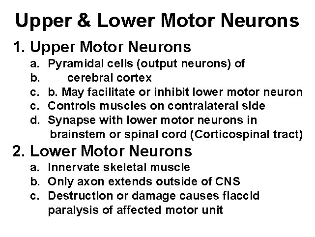 Upper & Lower Motor Neurons 1. Upper Motor Neurons a. b. c. c. d.