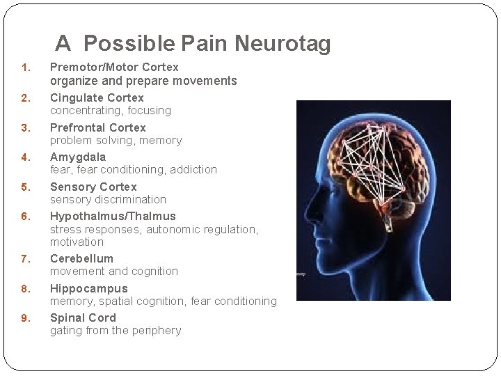 A Possible Pain Neurotag 1. Premotor/Motor Cortex 2. Cingulate Cortex concentrating, focusing Prefrontal Cortex