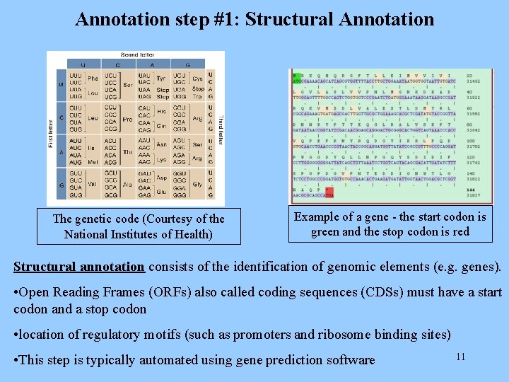 Annotation step #1: Structural Annotation The genetic code (Courtesy of the National Institutes of