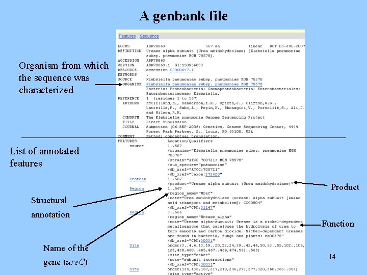 A genbank file Organism from which the sequence was characterized List of annotated features