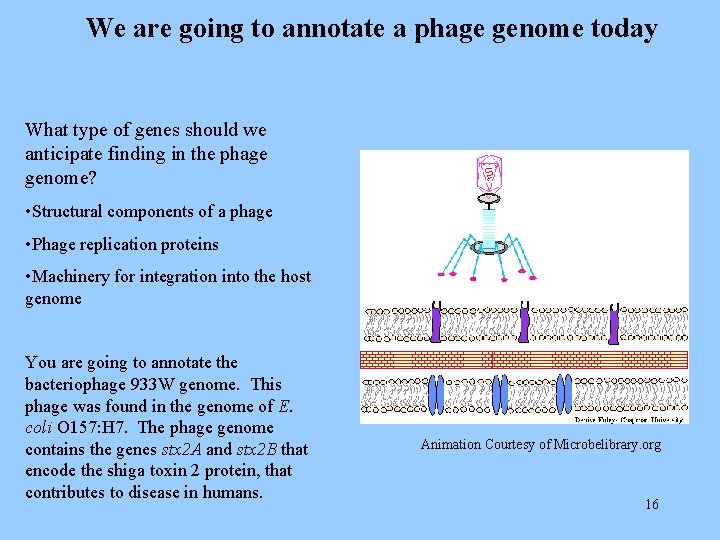 We are going to annotate a phage genome today What type of genes should
