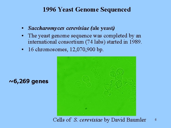 1996 Yeast Genome Sequenced • Saccharomyces cerevisiae (ale yeast) • The yeast genome sequence