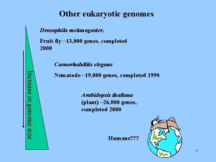 Other eukaryotic genomes Drosophila melanogaster, Fruit fly ~13, 000 genes, completed 2000 Caenorhabditis elegans
