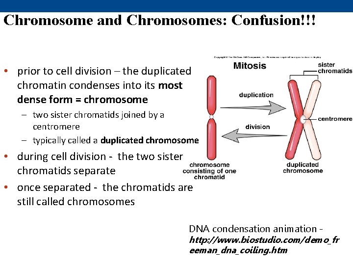 Chromosome and Chromosomes: Confusion!!! • prior to cell division – the duplicated chromatin condenses