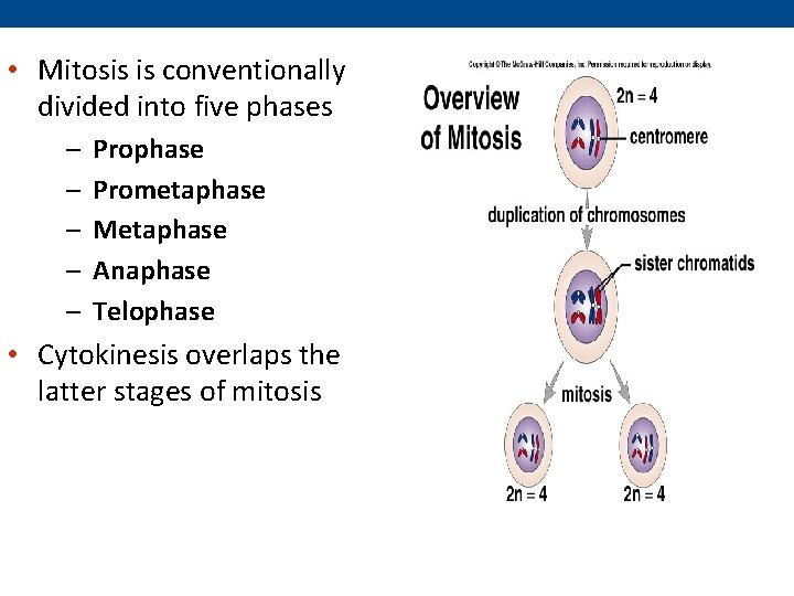  • Mitosis is conventionally divided into five phases – – – Prophase Prometaphase