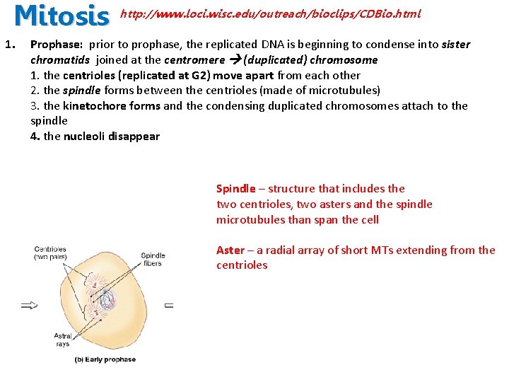 Mitosis 1. http: //www. loci. wisc. edu/outreach/bioclips/CDBio. html Prophase: prior to prophase, the replicated