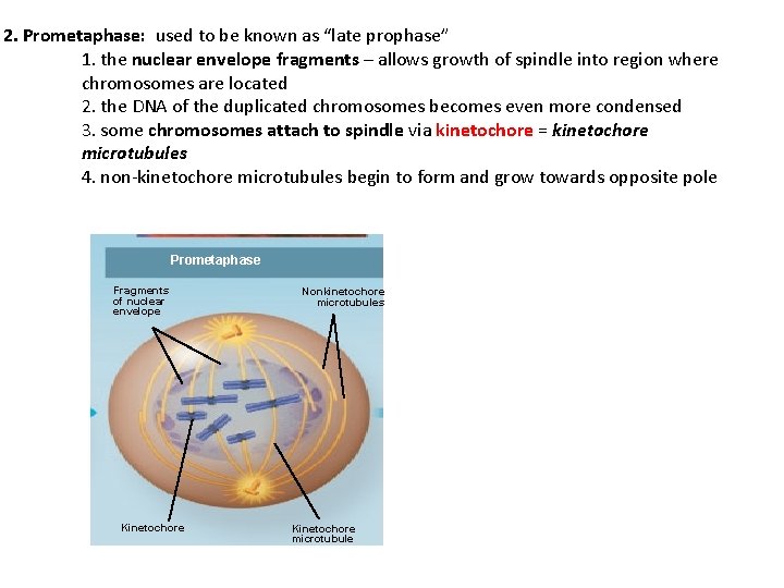 2. Prometaphase: used to be known as “late prophase” 1. the nuclear envelope fragments