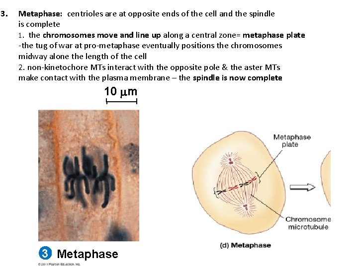 3. Metaphase: centrioles are at opposite ends of the cell and the spindle is