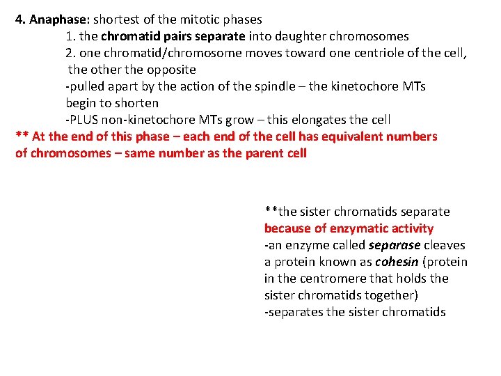 4. Anaphase: shortest of the mitotic phases 1. the chromatid pairs separate into daughter