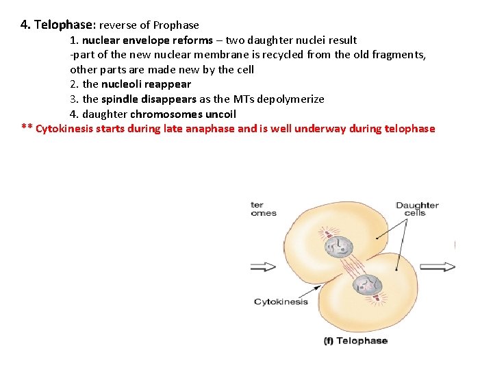 4. Telophase: reverse of Prophase 1. nuclear envelope reforms – two daughter nuclei result