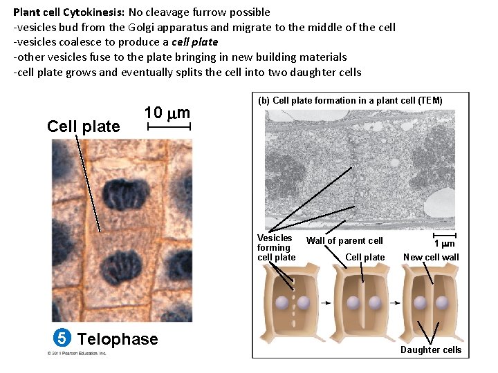 Plant cell Cytokinesis: No cleavage furrow possible -vesicles bud from the Golgi apparatus and