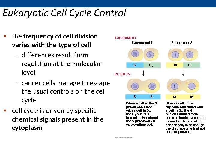 Eukaryotic Cell Cycle Control • the frequency of cell division varies with the type