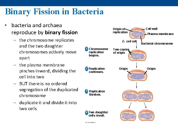 Binary Fission in Bacteria • bacteria and archaea reproduce by binary fission – the