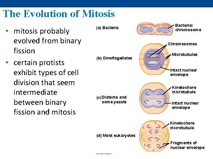 The Evolution of Mitosis • mitosis probably evolved from binary fission • certain protists