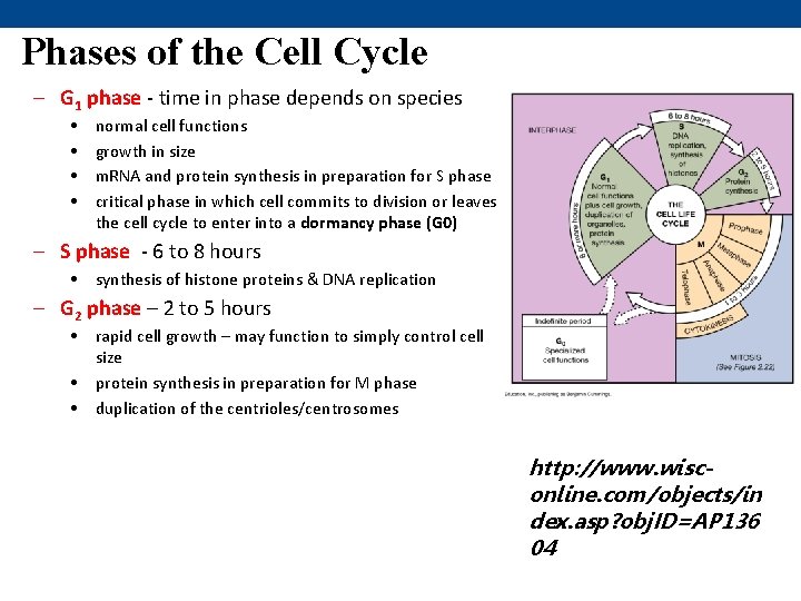 Phases of the Cell Cycle – G 1 phase - time in phase depends