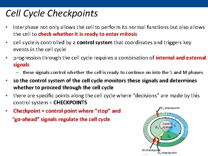 Cell Cycle Checkpoints • interphase not only allows the cell to perform its normal