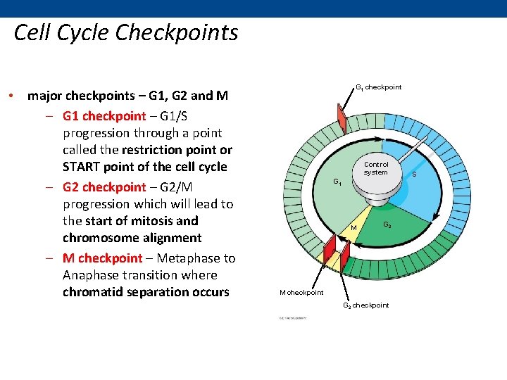 Cell Cycle Checkpoints • major checkpoints – G 1, G 2 and M –