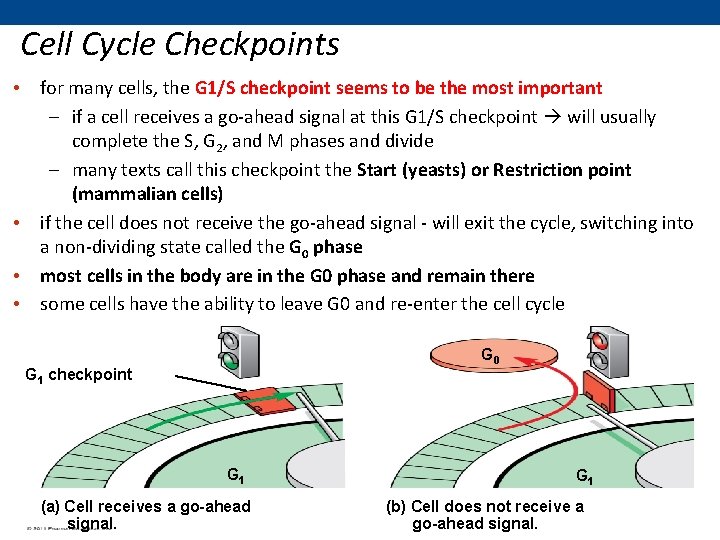 Cell Cycle Checkpoints • for many cells, the G 1/S checkpoint seems to be