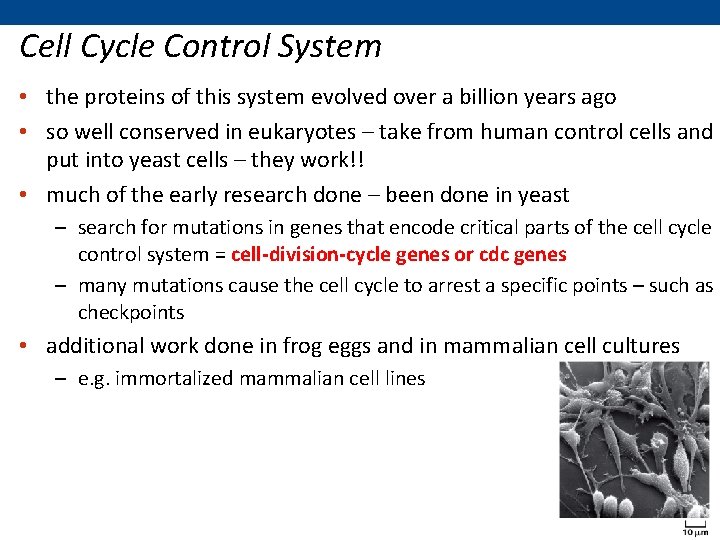 Cell Cycle Control System • the proteins of this system evolved over a billion