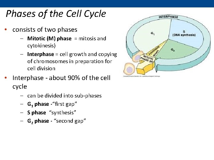 Phases of the Cell Cycle • consists of two phases – Mitotic (M) phase