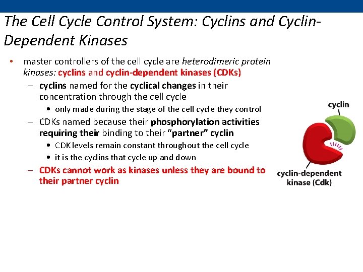 The Cell Cycle Control System: Cyclins and Cyclin. Dependent Kinases • master controllers of