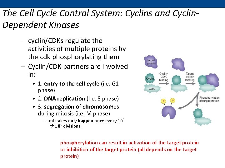 The Cell Cycle Control System: Cyclins and Cyclin. Dependent Kinases – cyclin/CDKs regulate the