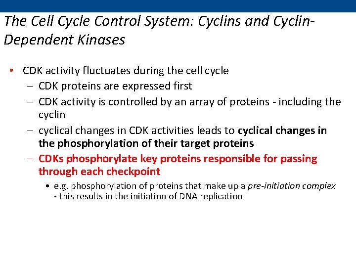 The Cell Cycle Control System: Cyclins and Cyclin. Dependent Kinases • CDK activity fluctuates