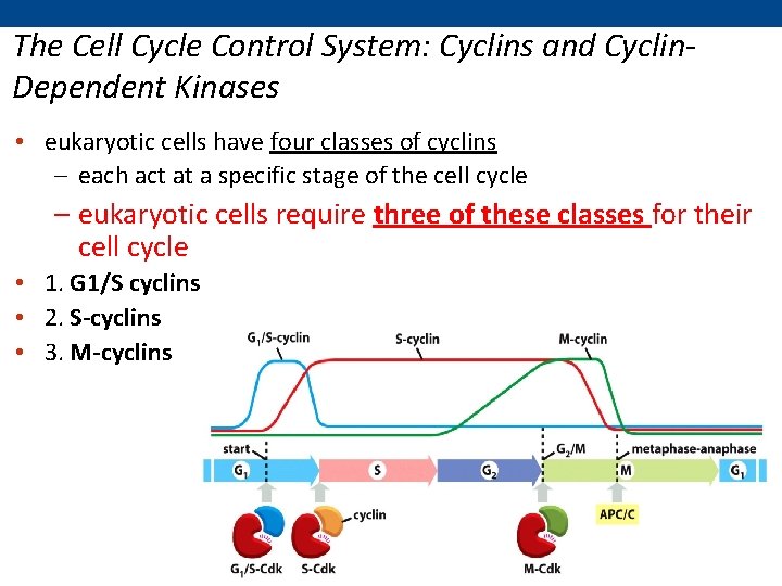 The Cell Cycle Control System: Cyclins and Cyclin. Dependent Kinases • eukaryotic cells have