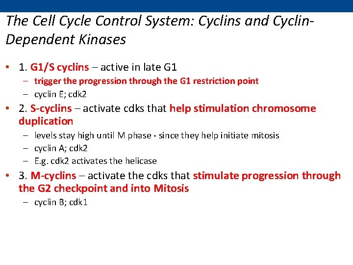 The Cell Cycle Control System: Cyclins and Cyclin. Dependent Kinases • 1. G 1/S