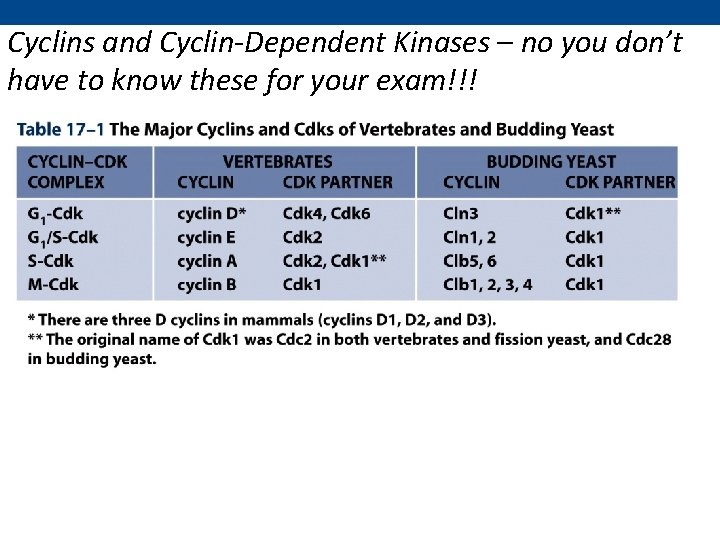 Cyclins and Cyclin-Dependent Kinases – no you don’t have to know these for your