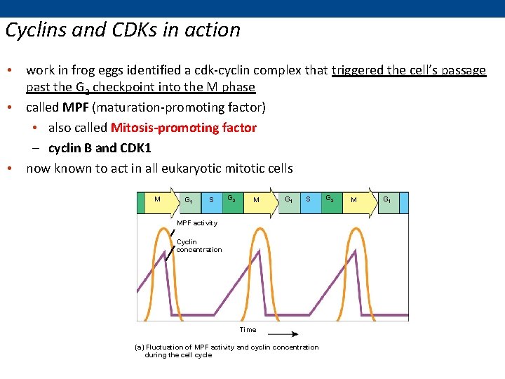 Cyclins and CDKs in action • work in frog eggs identified a cdk-cyclin complex