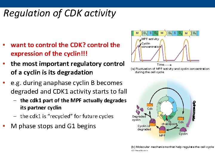 Regulation of CDK activity M • M phase stops and G 1 begins G