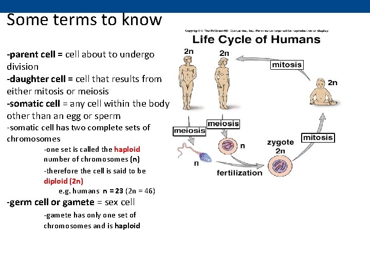 Some terms to know -parent cell = cell about to undergo division -daughter cell
