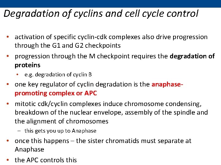 Degradation of cyclins and cell cycle control • activation of specific cyclin-cdk complexes also