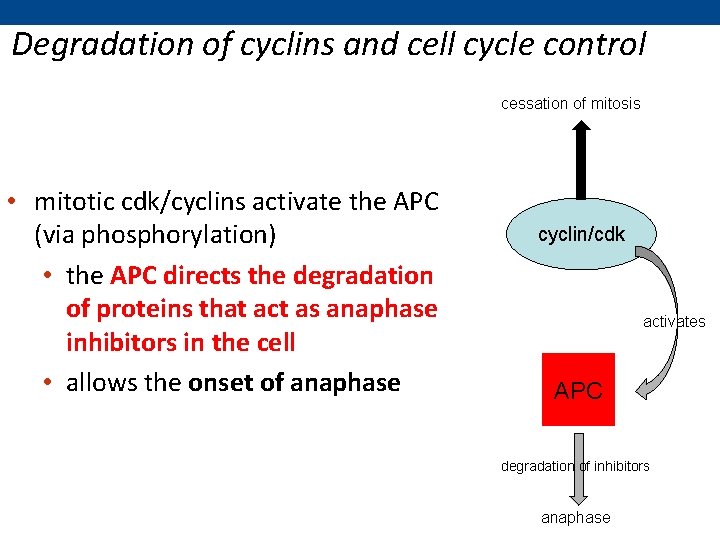 Degradation of cyclins and cell cycle control cessation of mitosis • mitotic cdk/cyclins activate