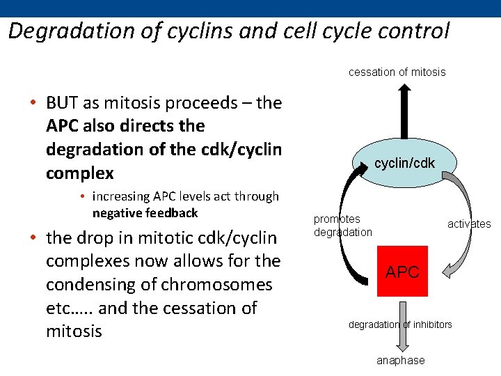 Degradation of cyclins and cell cycle control cessation of mitosis • BUT as mitosis