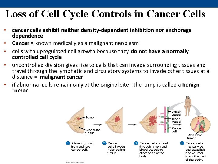 Loss of Cell Cycle Controls in Cancer Cells • cancer cells exhibit neither density-dependent