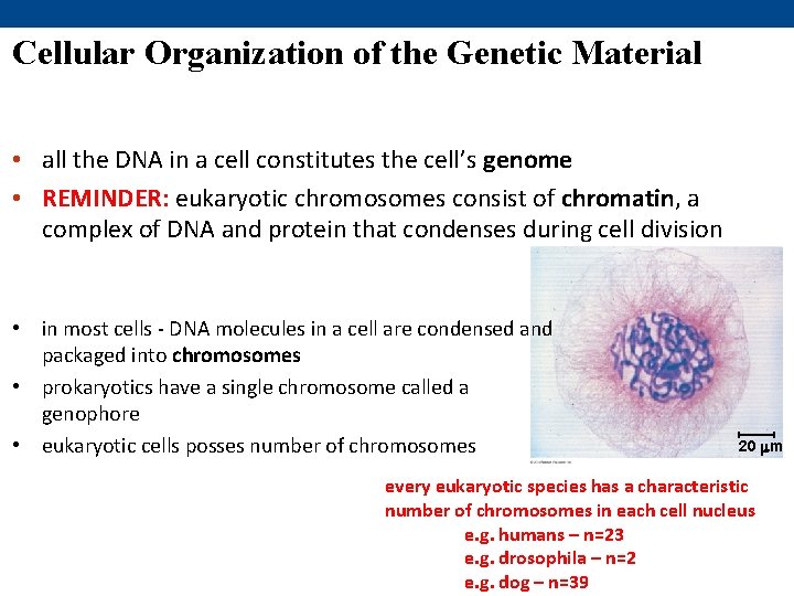 Cellular Organization of the Genetic Material • all the DNA in a cell constitutes